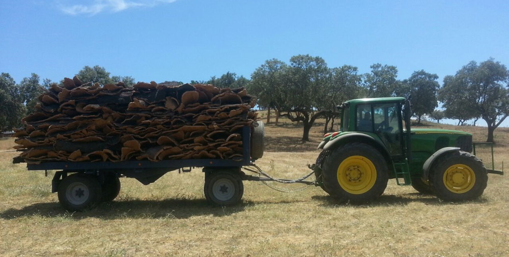La campaña de extracción de corcho en Extremadura superará en un 10% a la de 2015