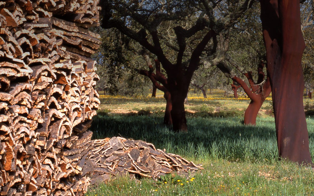 Se estima una producción de corcho este año en Extremadura de unas 24.000 toneladas