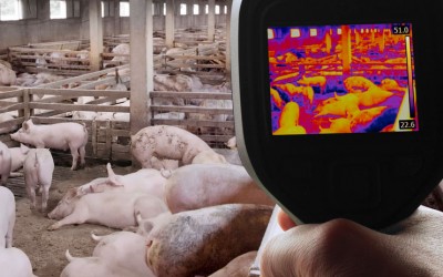 La Junta de Extremadura trabaja para impedir que la peste porcina africana llegue a dehesas extremeñas